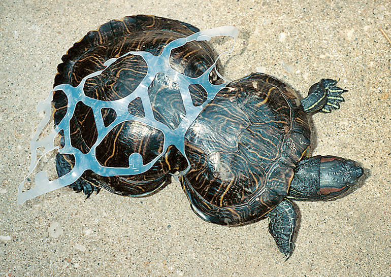 Turtle entangled in plastic.